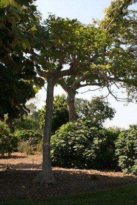 Sterculia tragacantha